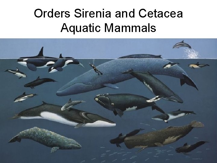 Orders Sirenia and Cetacea Aquatic Mammals 