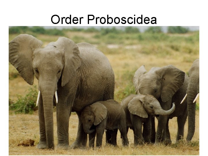 Order Proboscidea 