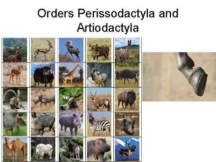 Orders Perissodactyla and Artiodactyla 