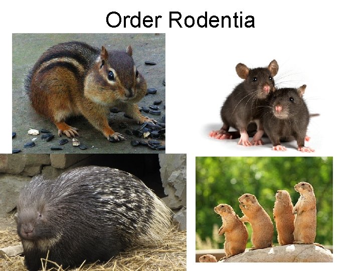 Order Rodentia 