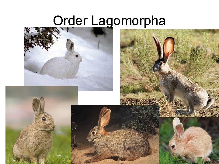 Order Lagomorpha 