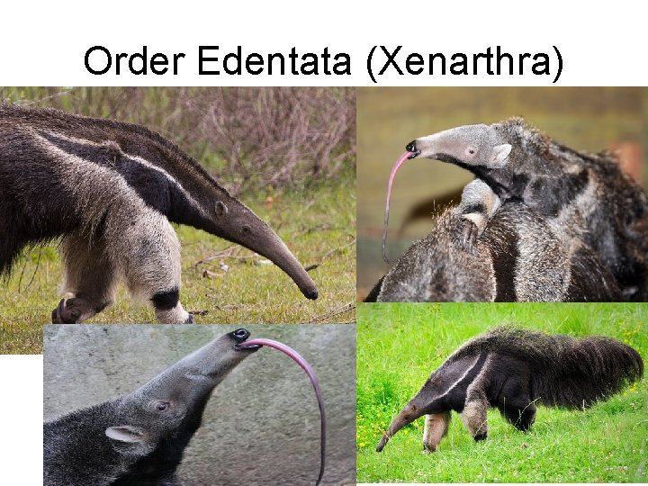 Order Edentata (Xenarthra) 