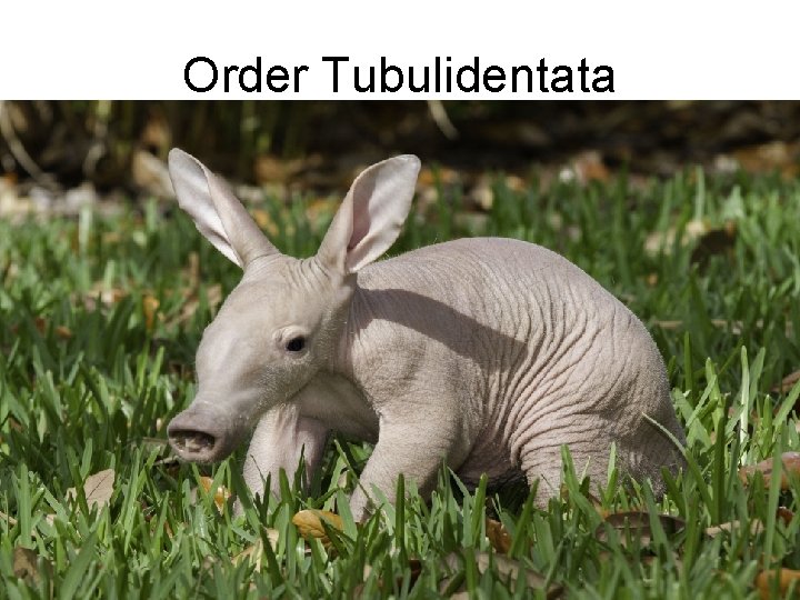 Order Tubulidentata 