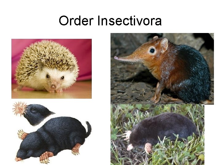 Order Insectivora 