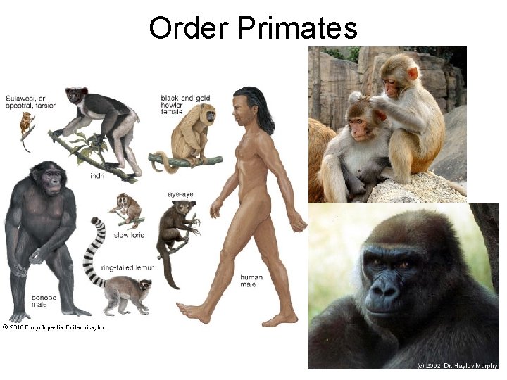Order Primates 