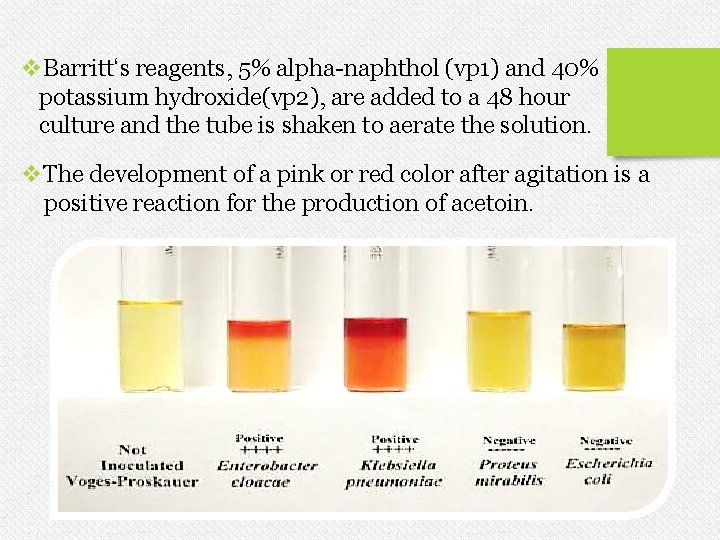v. Barritt‘s reagents, 5% alpha-naphthol (vp 1) and 40% potassium hydroxide(vp 2), are added v. Barritt‘s reagents, 5% alpha-naphthol (vp 1) and 40% potassium hydroxide(vp 2), are added