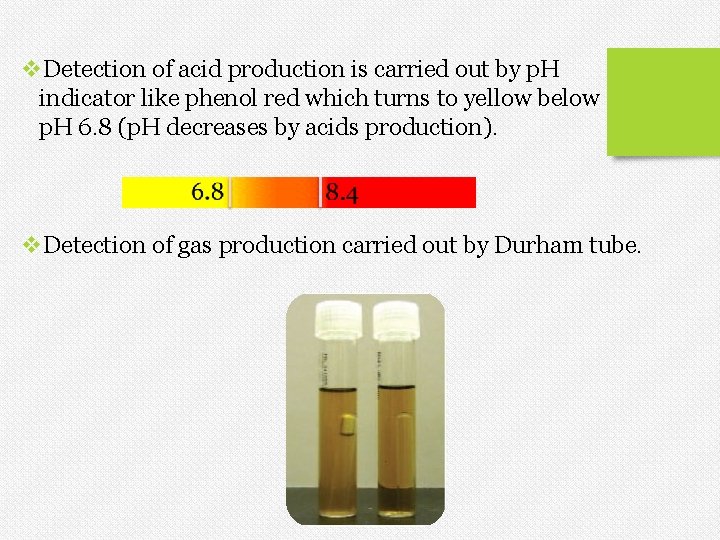 v. Detection of acid production is carried out by p. H indicator like phenol