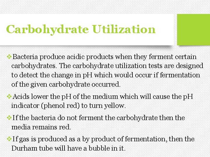 Carbohydrate Utilization v. Bacteria produce acidic products when they ferment certain carbohydrates. The carbohydrate Carbohydrate Utilization v. Bacteria produce acidic products when they ferment certain carbohydrates. The carbohydrate