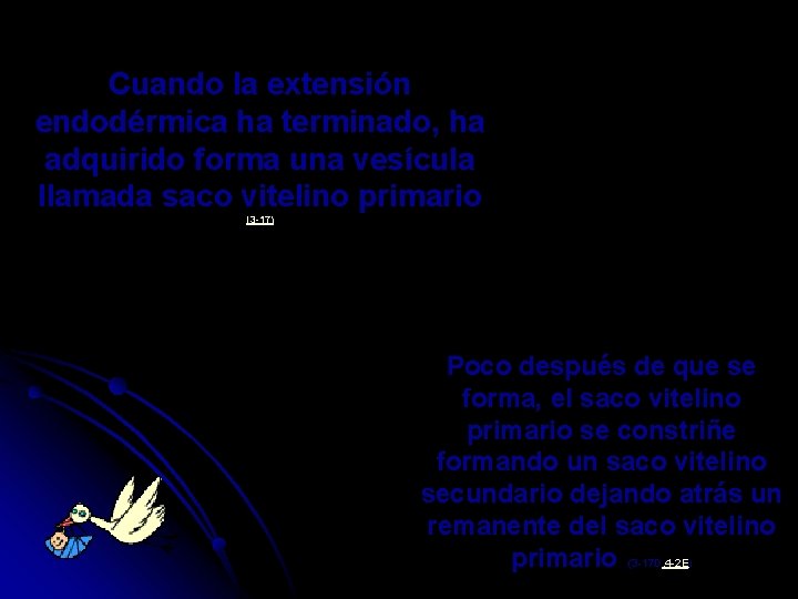 Cuando la extensión endodérmica ha terminado, ha adquirido forma una vesícula llamada saco vitelino