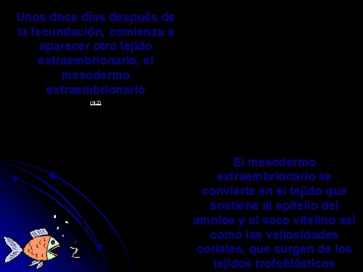 Unos doce días después de la fecundación, comienza a aparecer otro tejido extraembrionario, el