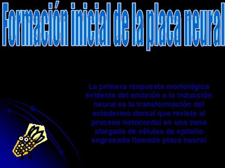 La primera respuesta morfológica evidente del embrión a la inducción neural es la transformación
