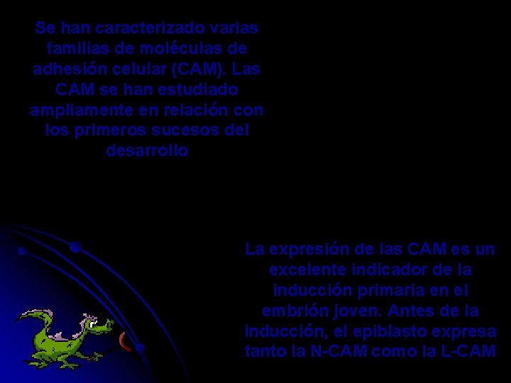 Se han caracterizado varias familias de moléculas de adhesión celular (CAM). Las CAM se