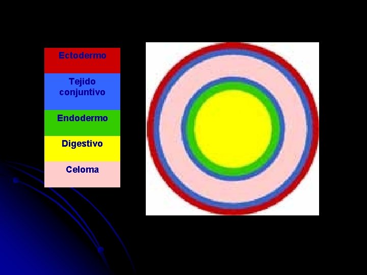 Ectodermo Tejido conjuntivo Endodermo Digestivo Celoma 