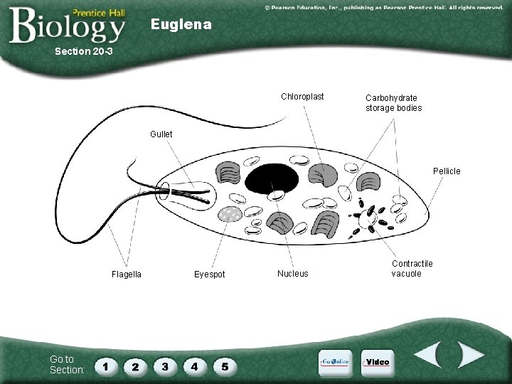 Euglena Section 20 -3 Chloroplast Carbohydrate storage bodies Gullet Pellicle Flagella Go to Section: