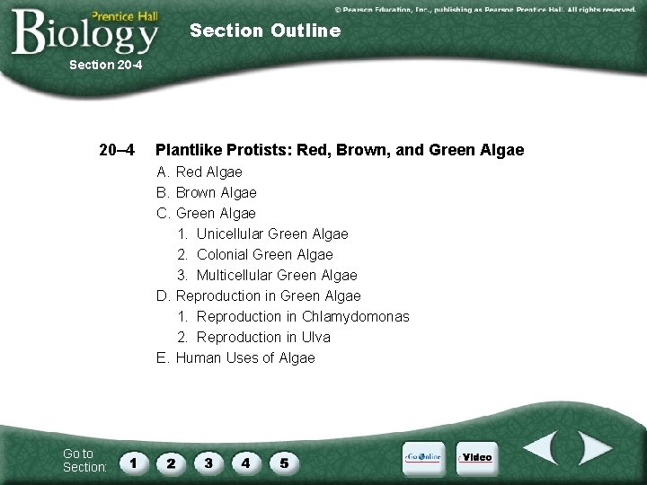 Section Outline Section 20 -4 20– 4 Plantlike Protists: Red, Brown, and Green Algae