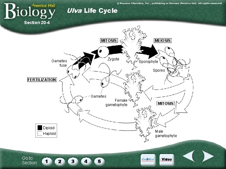 Ulva Life Cycle Section 20 -4 MITOSIS Zygote Gametes fuse MEIOSIS Sporophyte Spores FERTILIZATION