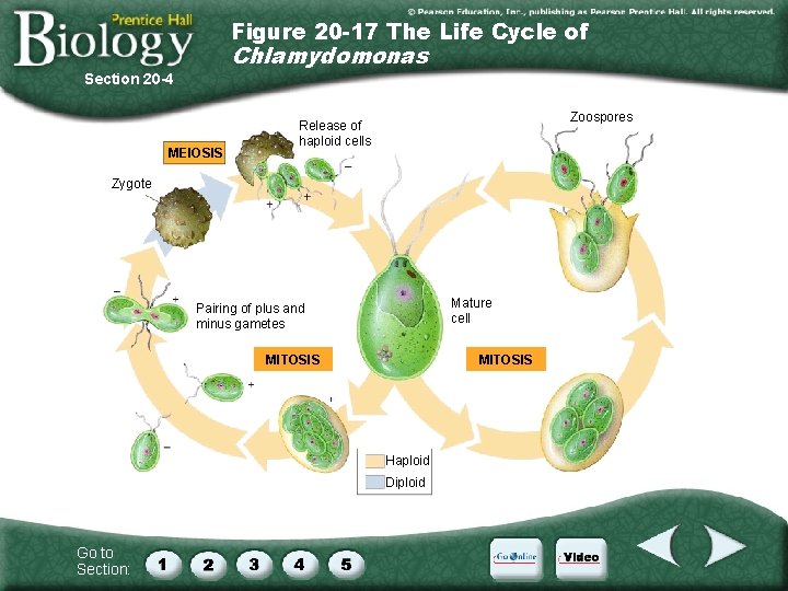 Figure 20 -17 The Life Cycle of Chlamydomonas Section 20 -4 MEIOSIS Zoospores Release