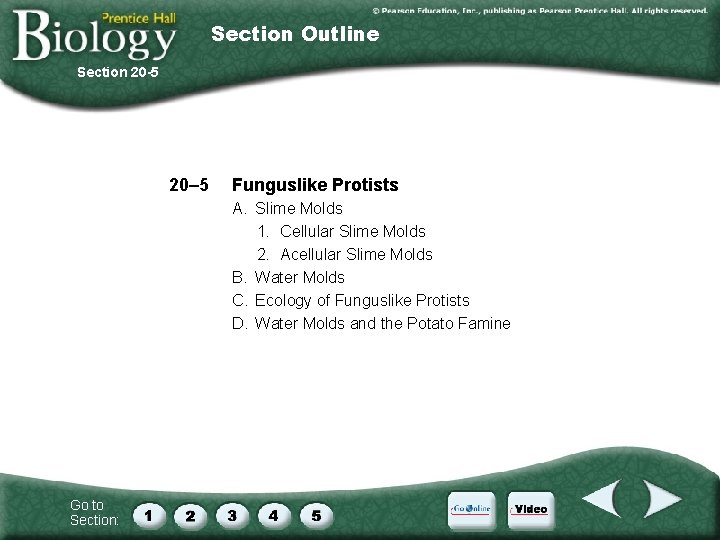 Section Outline Section 20 -5 20– 5 Funguslike Protists A. Slime Molds 1. Cellular