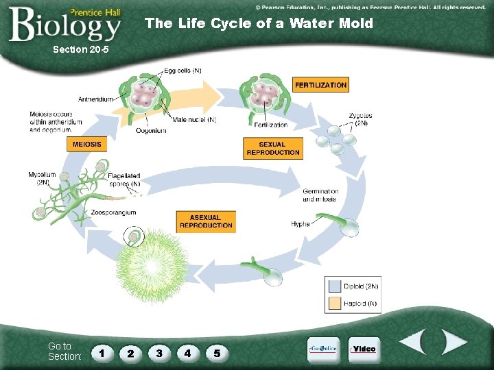 The Life Cycle of a Water Mold Section 20 -5 Go to Section: 