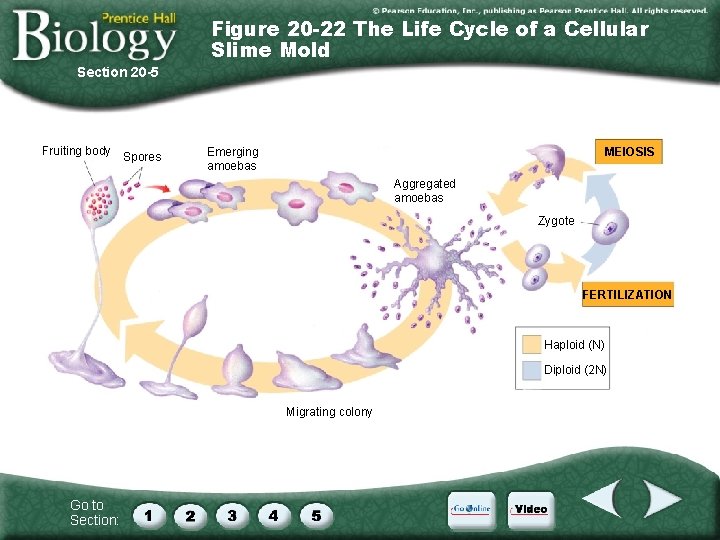 Figure 20 -22 The Life Cycle of a Cellular Slime Mold Section 20 -5