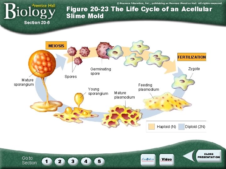 Figure 20 -23 The Life Cycle of an Acellular Slime Mold Section 20 -5