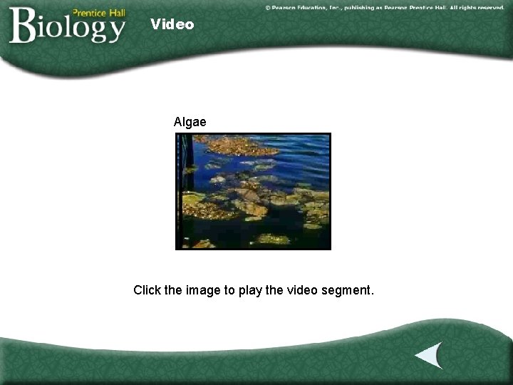 Video Algae Click the image to play the video segment. 