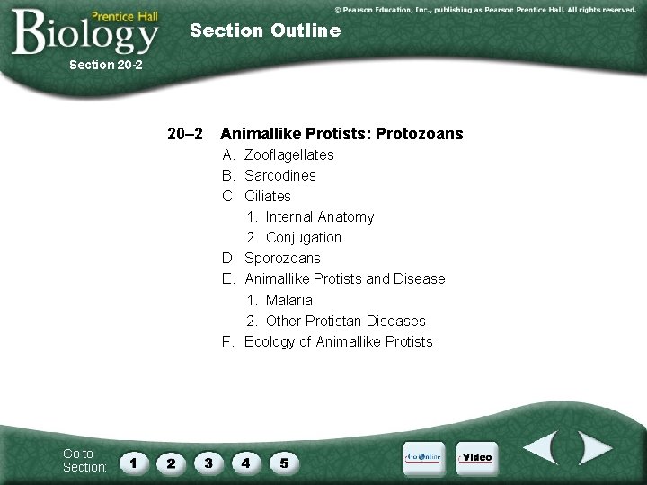 Section Outline Section 20 -2 20– 2 Animallike Protists: Protozoans A. Zooflagellates B. Sarcodines