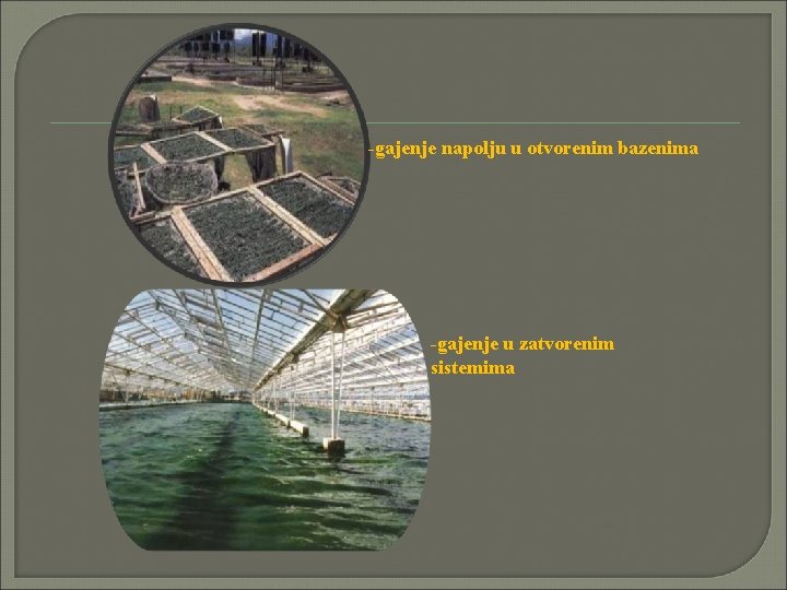 -gajenje napolju u otvorenim bazenima -gajenje u zatvorenim sistemima 