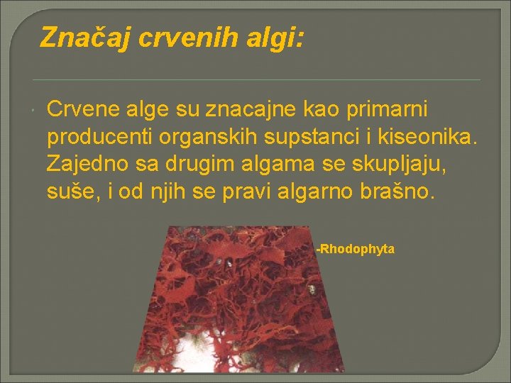 Značaj crvenih algi: Crvene alge su znacajne kao primarni producenti organskih supstanci i kiseonika.