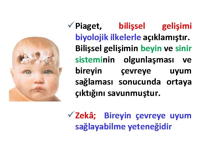 ü Piaget, bilişsel gelişimi biyolojik ilkelerle açıklamıştır. Bilişsel gelişimin beyin ve sinir sisteminin olgunlaşması