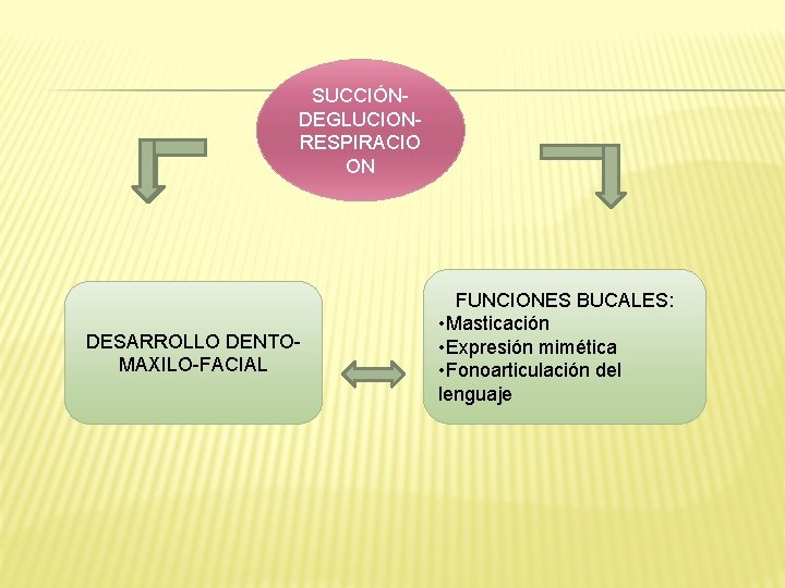 SUCCIÓNDEGLUCIONRESPIRACIO ON DESARROLLO DENTOMAXILO-FACIAL FUNCIONES BUCALES: • Masticación • Expresión mimética • Fonoarticulación del