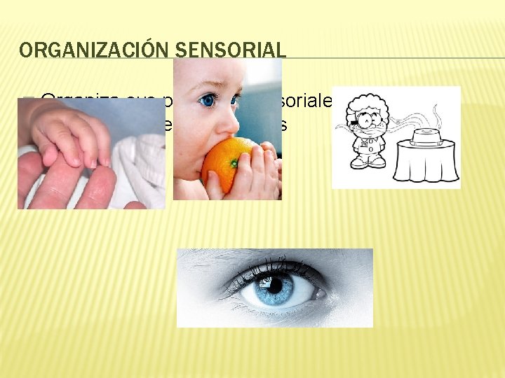 ORGANIZACIÓN SENSORIAL � Organiza sus patrones sensoriales y gratifica profundamente sus sentidos 