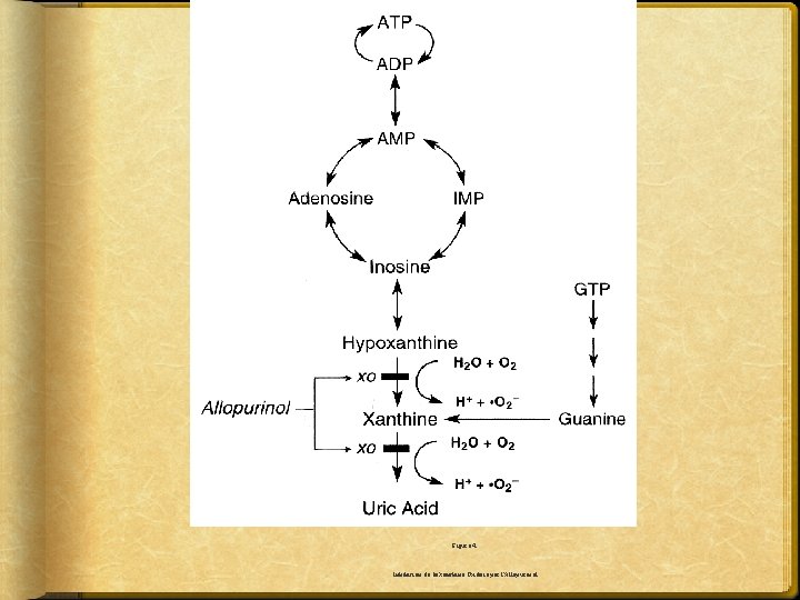 Figure 4. Inhibition de la Xanthine Oxidase par l’Allopurinol 