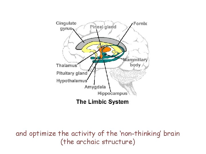 and optimize the activity of the ‘non-thinking’ brain (the archaic structure) 