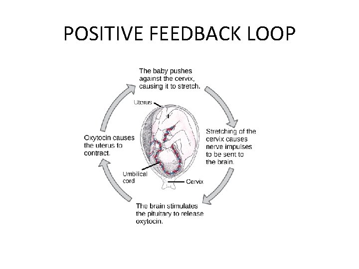 POSITIVE FEEDBACK LOOP 
