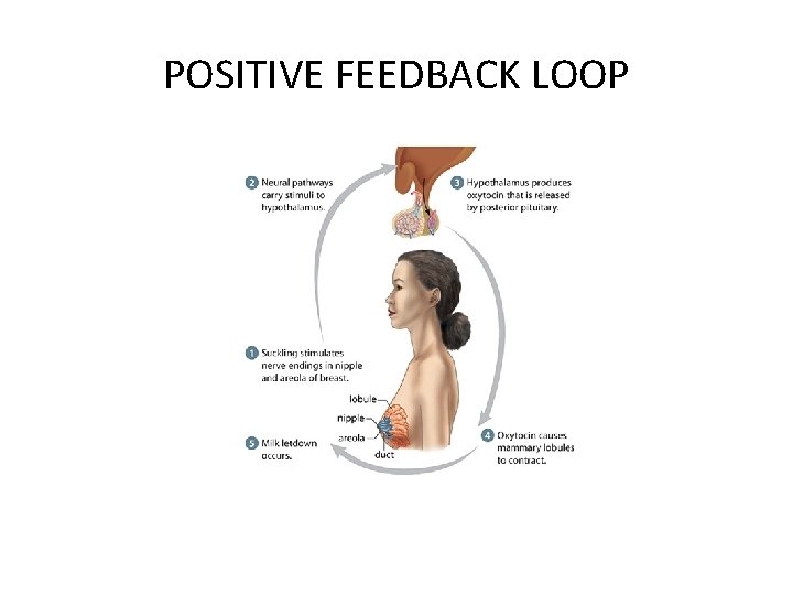 POSITIVE FEEDBACK LOOP 
