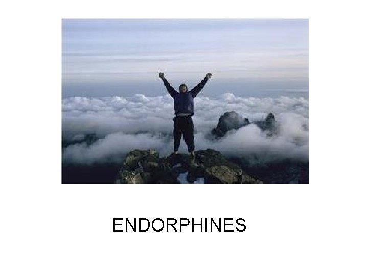 ENDORPHINES 