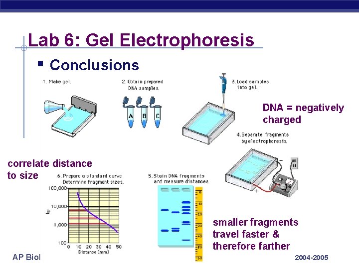 Lab 6: Gel Electrophoresis § Conclusions DNA = negatively charged correlate distance to size