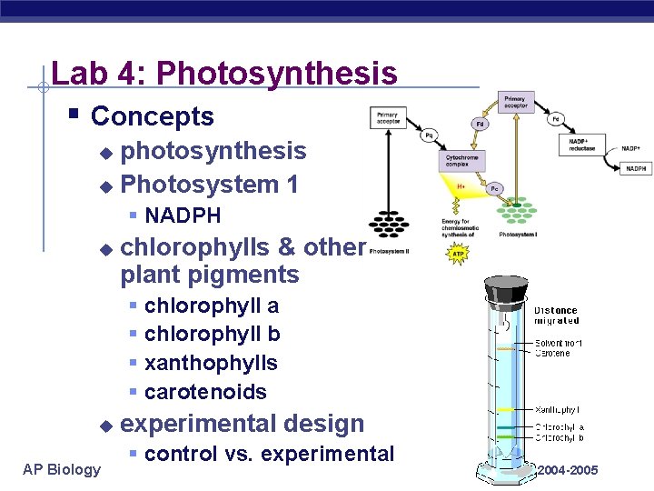 Lab 4: Photosynthesis § Concepts photosynthesis u Photosystem 1 u § NADPH u chlorophylls