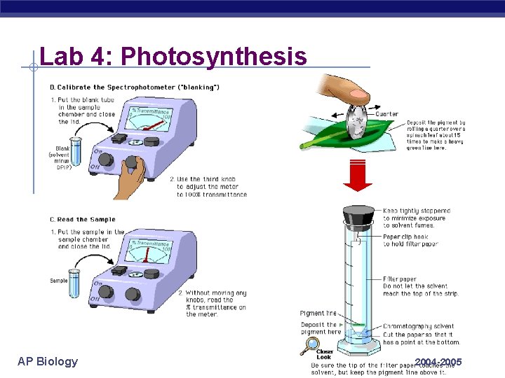 Lab 4: Photosynthesis AP Biology 2004 -2005 