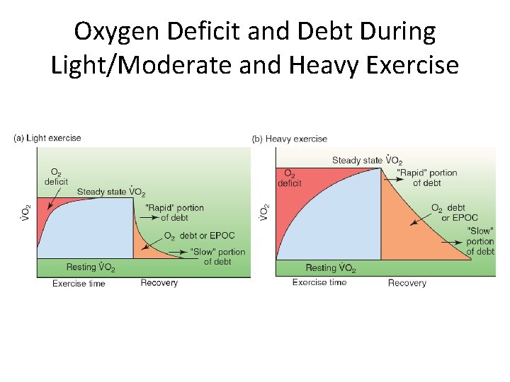 Oxygen Deficit and Debt During Light/Moderate and Heavy Exercise 