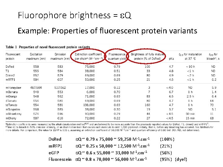 Fluorophore brightness = Q Example: Properties of fluorescent protein variants Ds. Red m. RFP