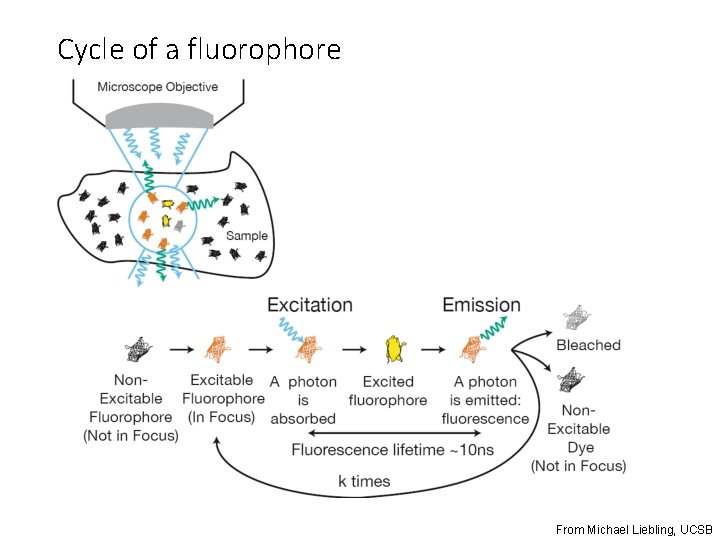 Cycle of a fluorophore From Michael Liebling, UCSB 