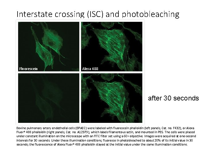 Interstate crossing (ISC) and photobleaching Fluorescein Alexa 488 after 30 seconds Bovine pulmonary artery