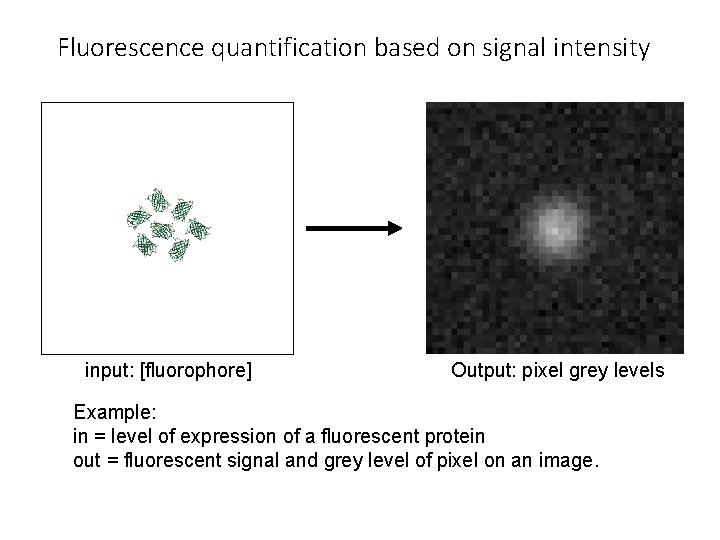 Fluorescence quantification based on signal intensity input: [fluorophore] Output: pixel grey levels Example: in