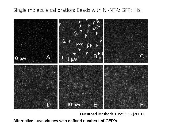 Single molecule calibration: Beads with Ni-NTA; GFP: : His 6 0 p. M 10