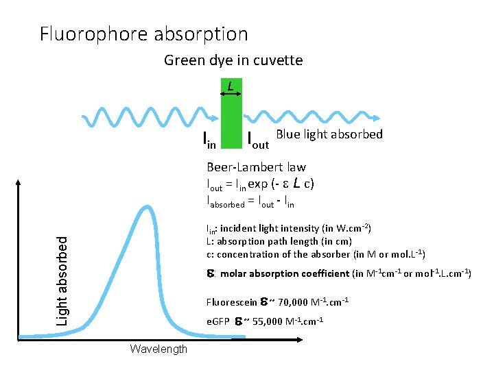 Fluorophore absorption Green dye in cuvette L Iin Iout Blue light absorbed Beer-Lambert law