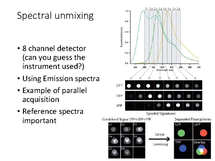 Spectral unmixing • 8 channel detector (can you guess the instrument used? ) •