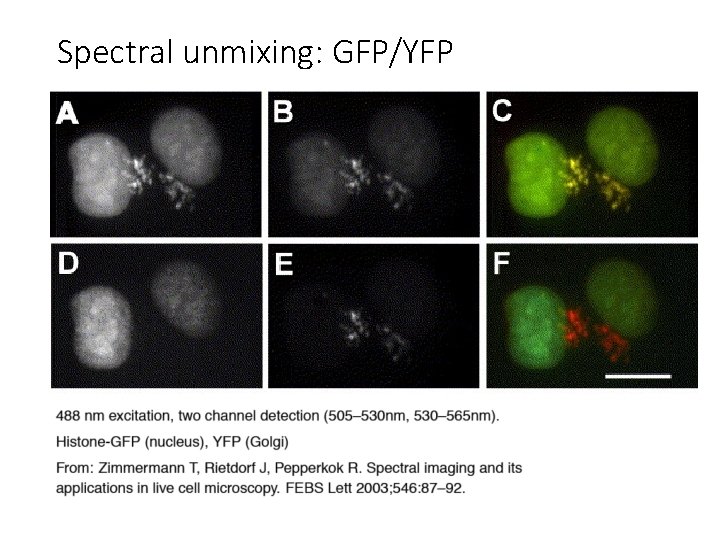 Spectral unmixing: GFP/YFP 