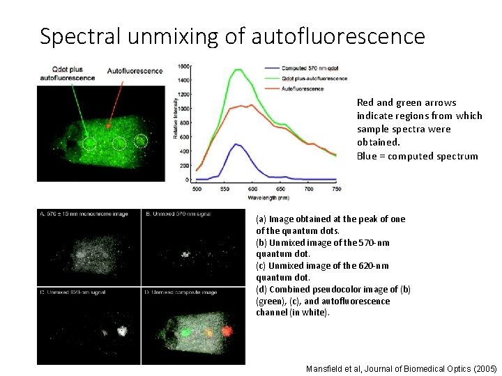 Spectral unmixing of autofluorescence Red and green arrows indicate regions from which sample spectra